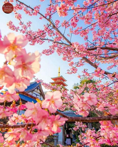 樱花樱花日本歌曲,一首歌中的日本印象