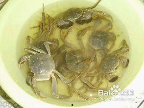 抓大闸蟹视频,大闸蟹捕捞瞬间，尽收眼底